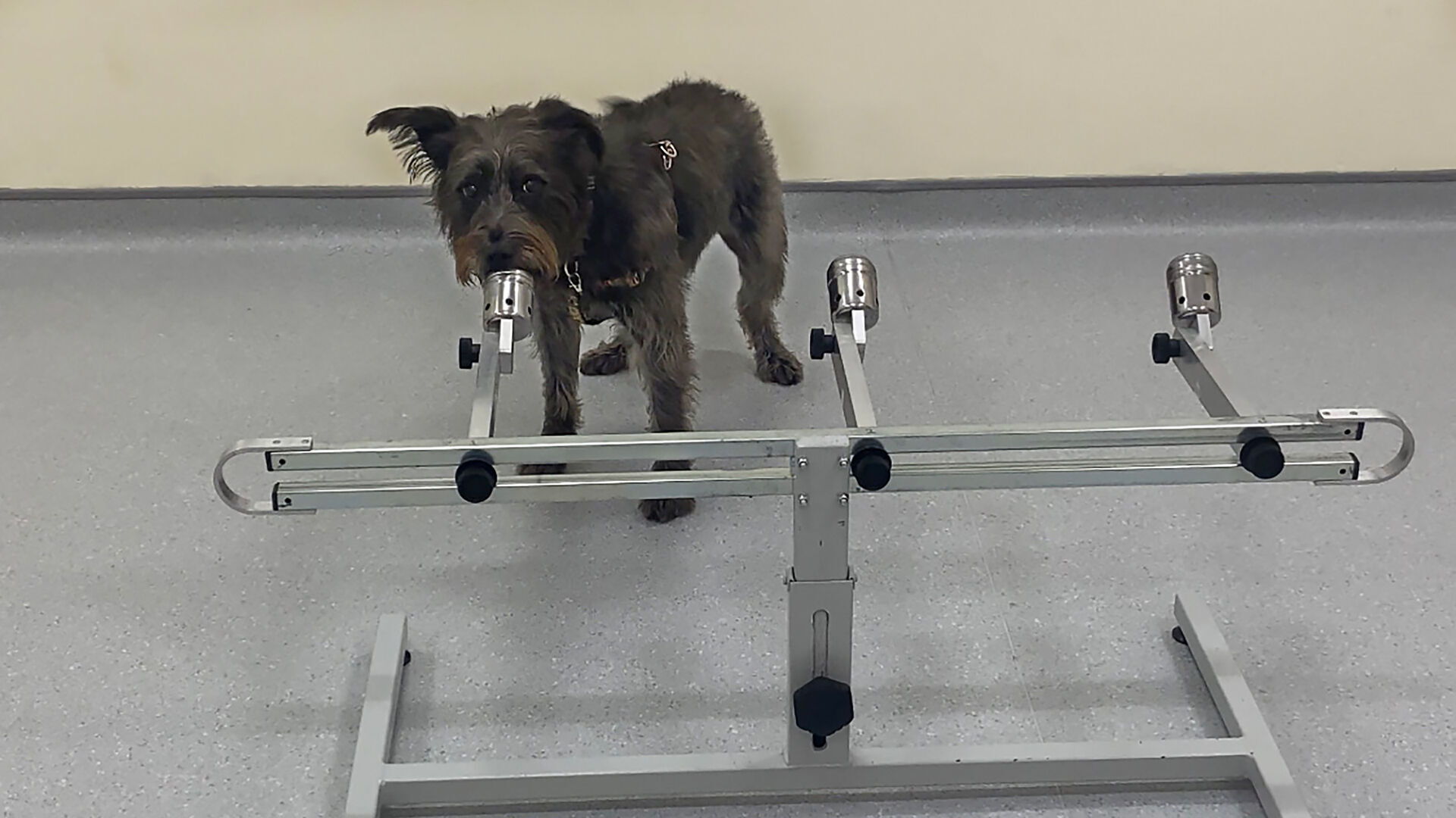 Dogs can smell when humans are stressed, study suggests